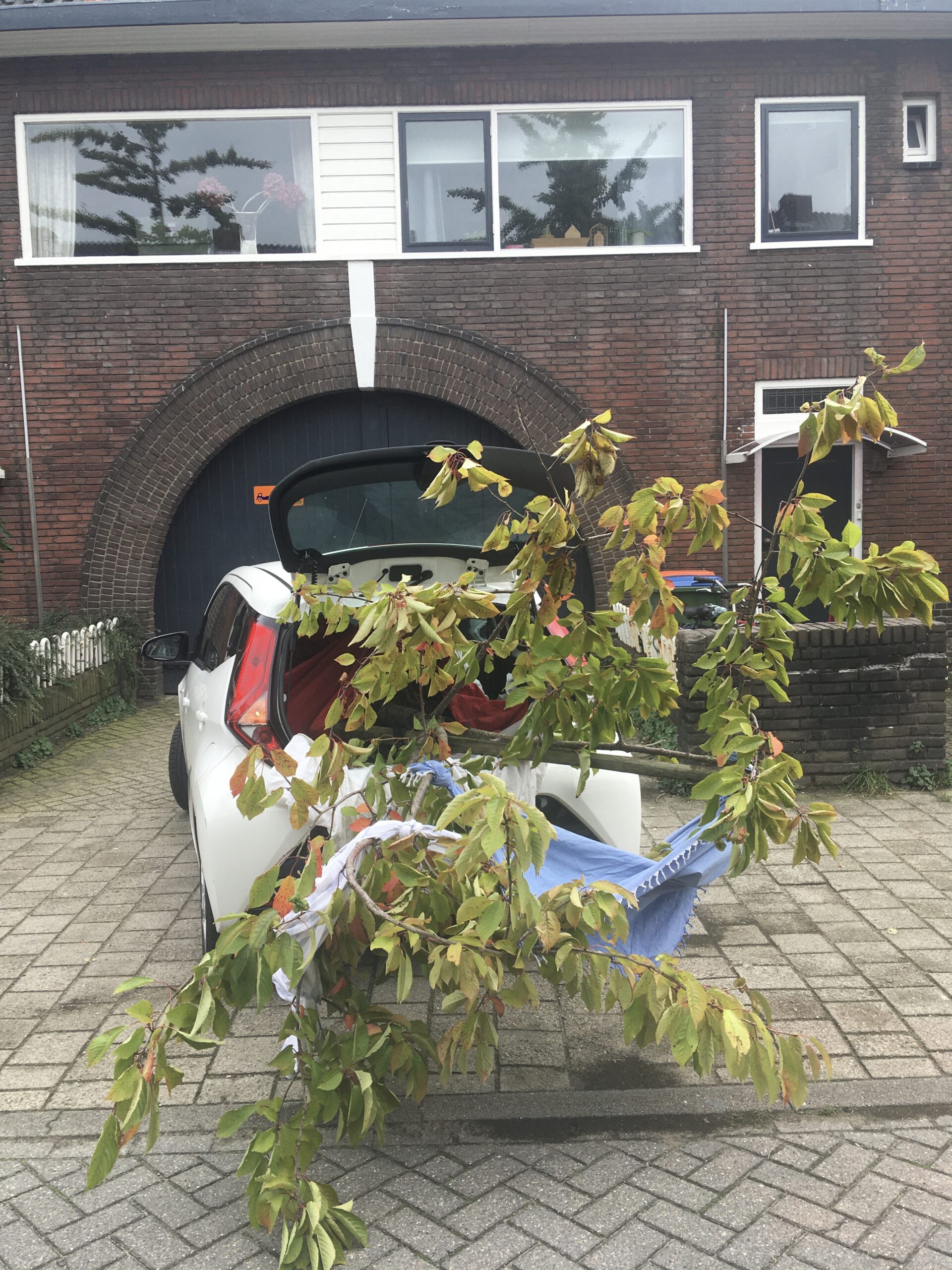 Kersenboom uit volkstuin gered